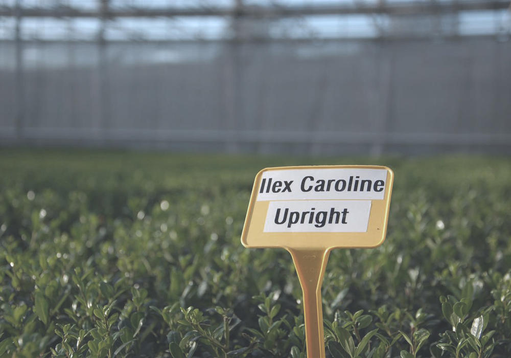 WAAK_Plantenkwekerij - Plantgoed